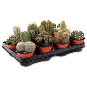 Cactus mix 8,5 cm