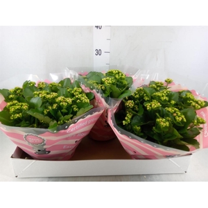 Kalanchoe blos. 'RosDon Alano'