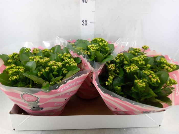 <h4>Kalanchoe blos. 'RosDon Alano'</h4>