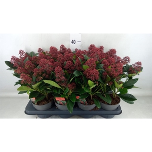 Skimmia jap. 'Rubella'