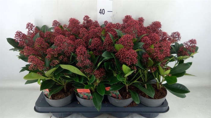 <h4>Skimmia jap. 'Rubella'</h4>