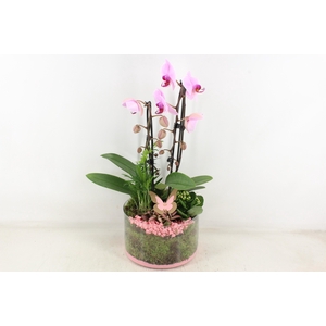 arr2 PL - Glas cilinder phal. roze