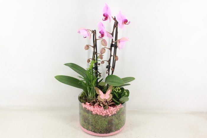 <h4>arr2 PL - Glas cilinder phal. roze</h4>