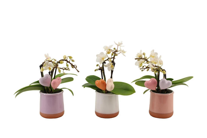 <h4>Valencia Mix Tiny Dolls Wit 3T18+ Aqu@ + Hartjes Duo</h4>