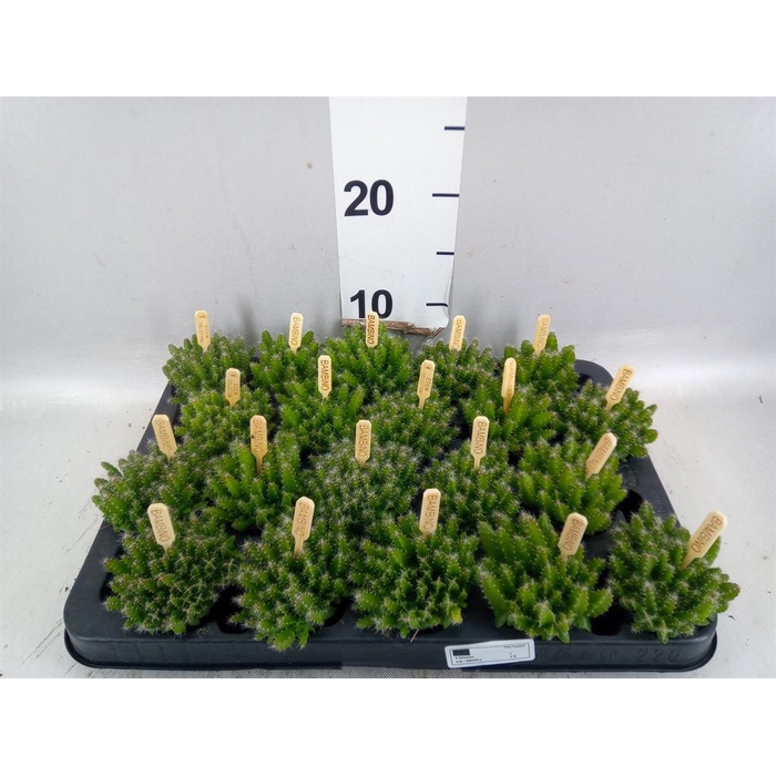<h4>Hylocereus undatus</h4>
