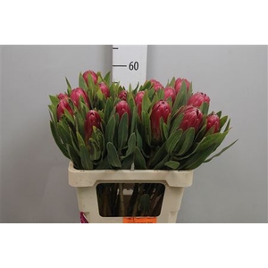 Protea Brenda