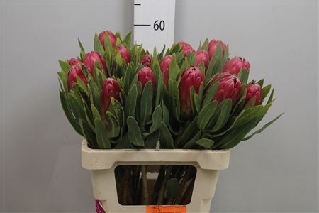 <h4>Protea Brenda</h4>