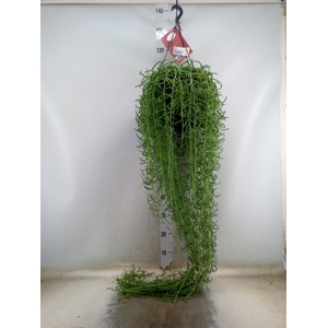 Senecio   ...