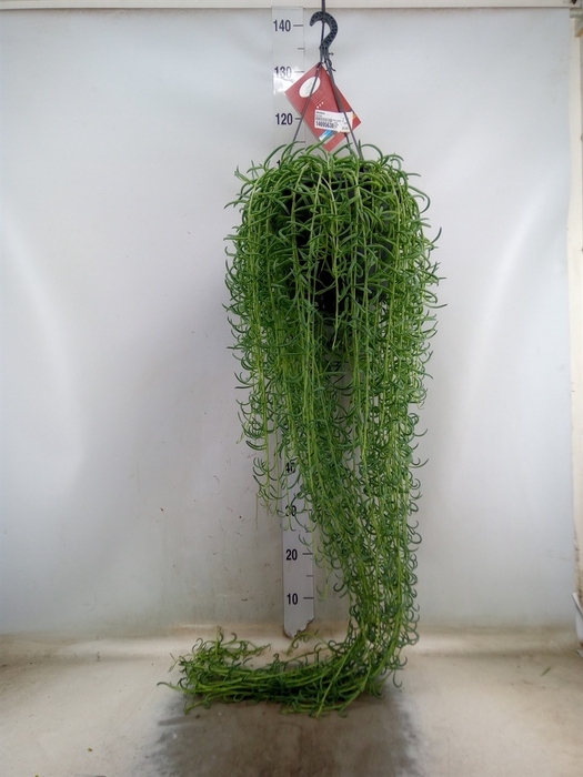 <h4>Senecio   ...</h4>