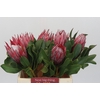 Protea Cyn. Claire