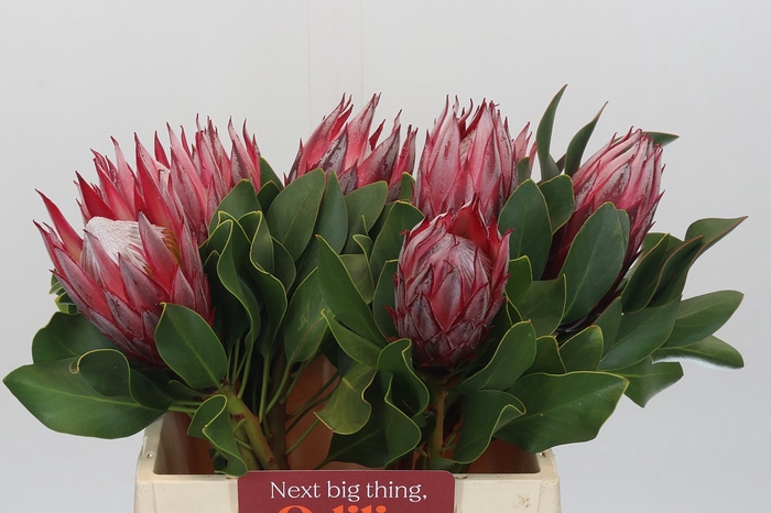 Protea Cyn. Claire
