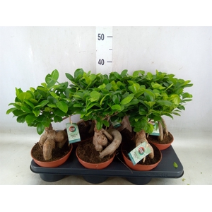 Ficus microcarpa 'Ginseng'