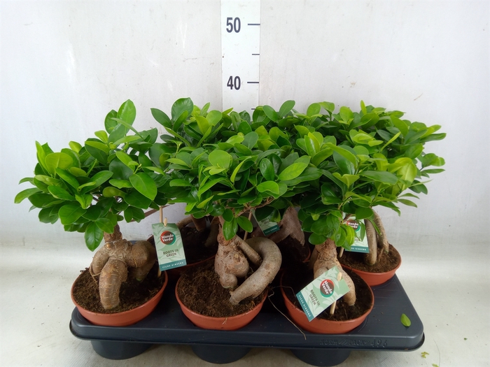<h4>Ficus microcarpa 'Ginseng'</h4>