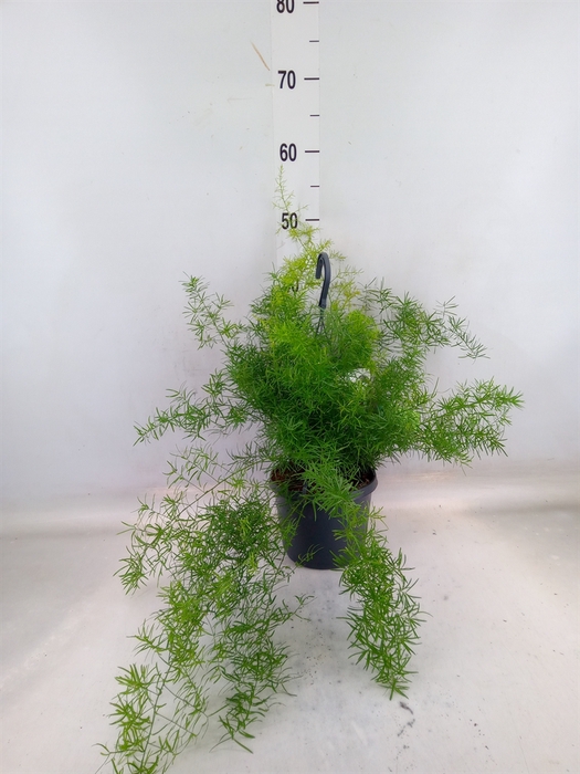 <h4>Asparagus dens. 'Sprengeri'</h4>