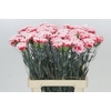 Dianthus St Misaki
