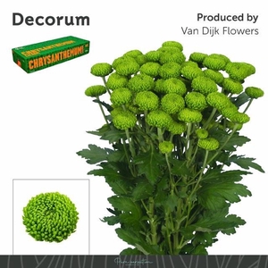 CHR T DELIGREEN