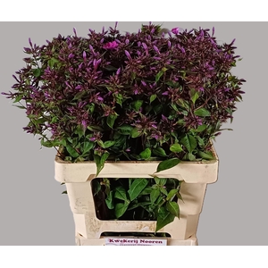 PHLOX MISS MOLLY