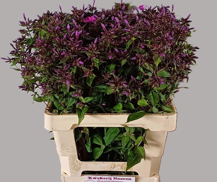 <h4>PHLOX MISS MOLLY</h4>