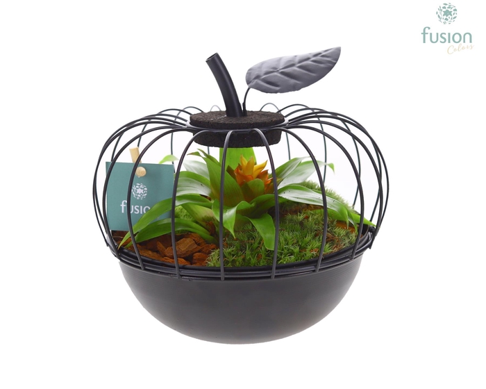<h4>Metaal appel zwart Small met Bromelia</h4>