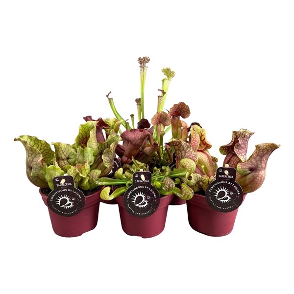 <h4>Sarracenia "Premium" mix 6 soorten</h4>