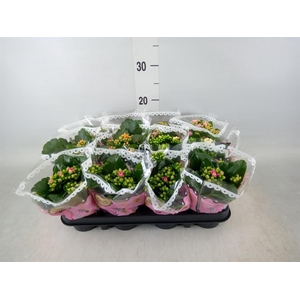 Kalanchoe blos.   ..mix