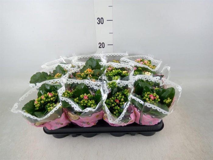 <h4>Kalanchoe blos.   ..mix</h4>