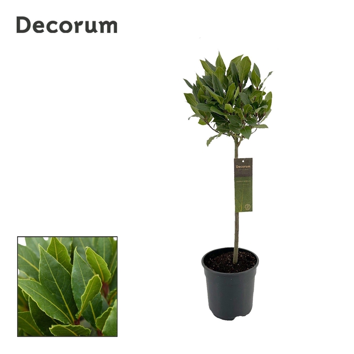 <h4>Laurus nobilis Bol op stam</h4>