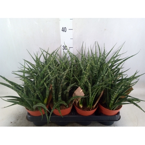 Sansevieria  'Fernwood'