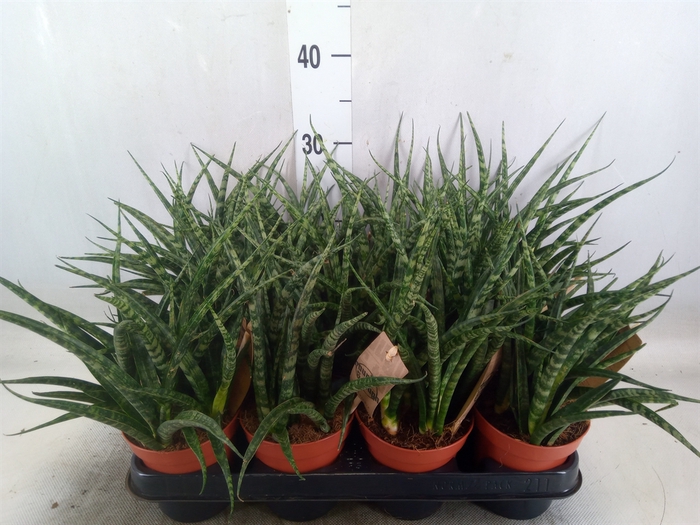 <h4>Sansevieria  'Fernwood'</h4>
