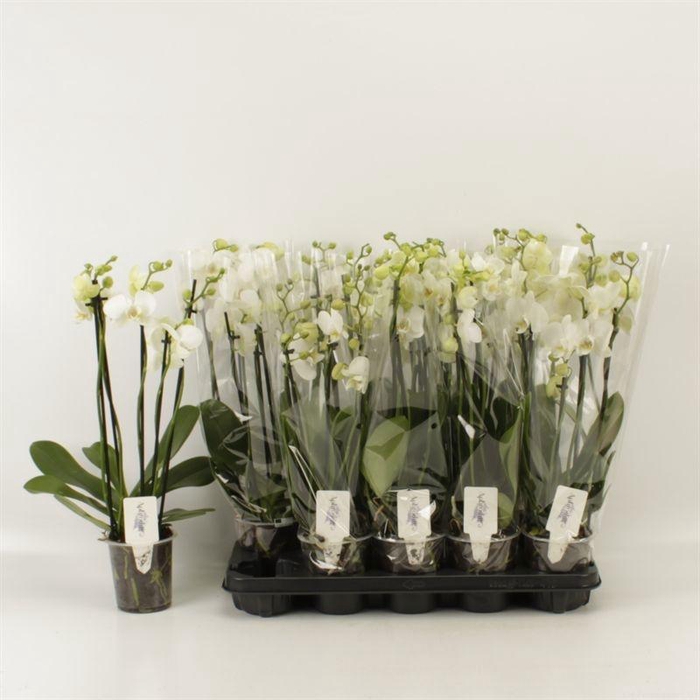 <h4>PHAL OV WIT</h4>