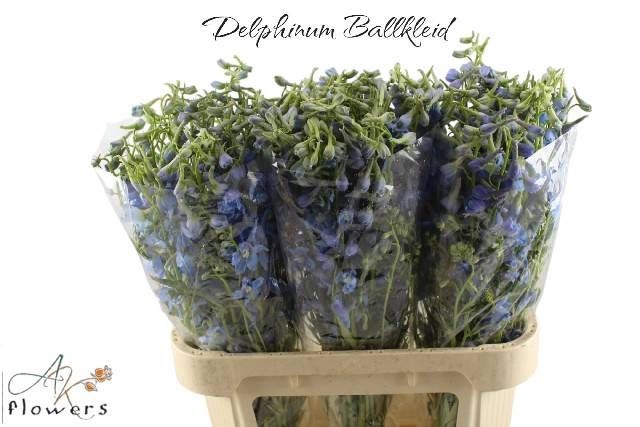 <h4>DELPH EN BALLKLEID</h4>
