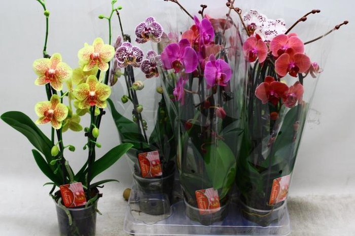 <h4>PHAL EL CASCADE</h4>