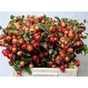 F Malus Red Sentinel Toppers Extra