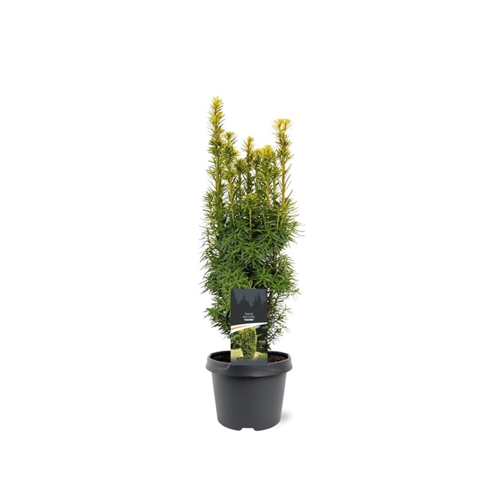 <h4>Taxus baccata 'David'</h4>