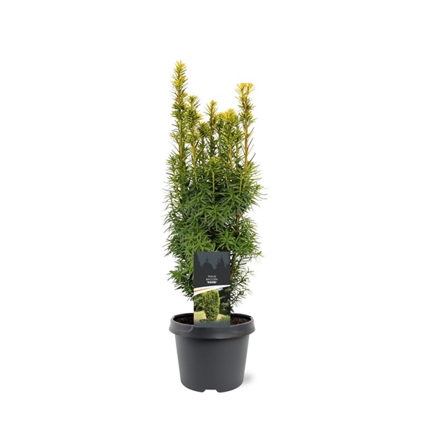 <h4>Taxus baccata 'David'</h4>