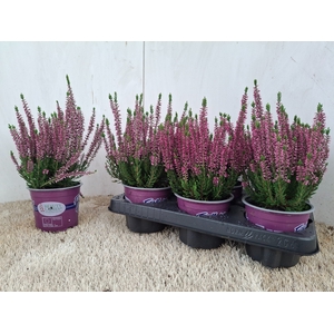 CALLU BL RENATE