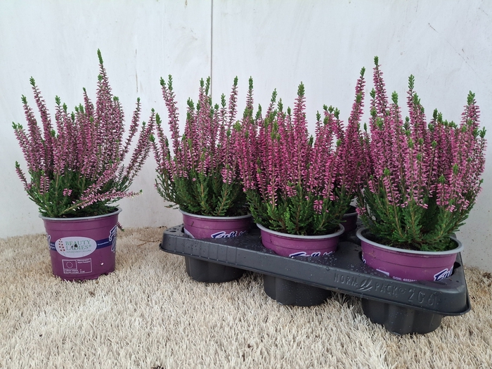 <h4>CALLU BL RENATE</h4>