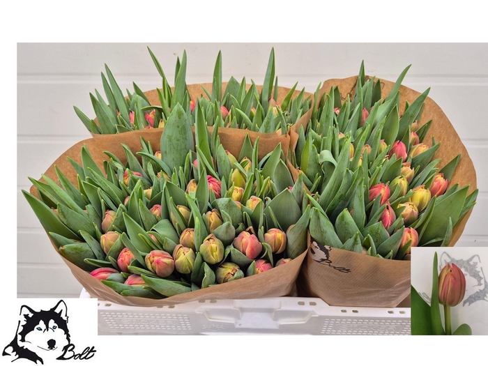 <h4>TU DU COLUMBUS</h4>