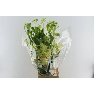 Gloriosa Caprice Pink