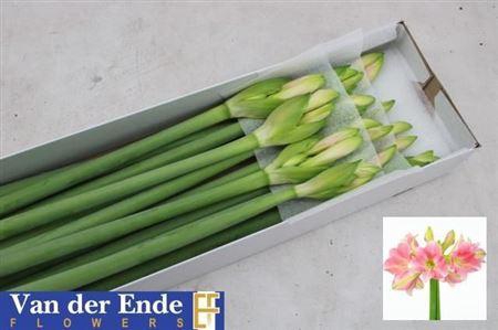 <h4>Hipp Tr Rebecca</h4>