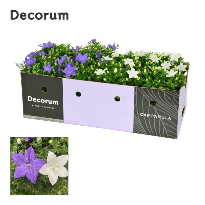 Campanula Blauw Wit Mix Decorum Decobox