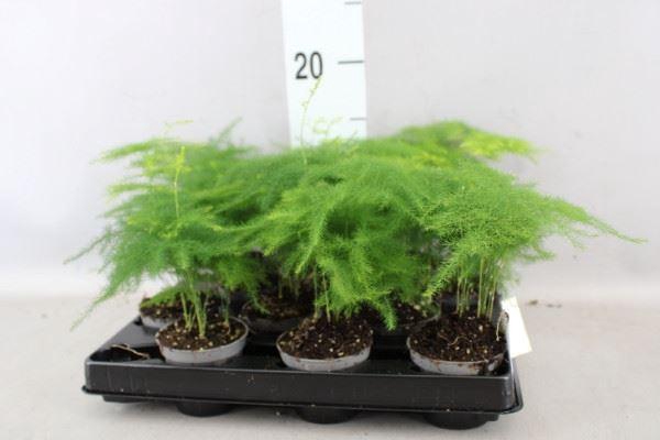 <h4>Asparagus ...</h4>