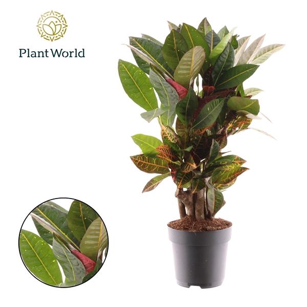 <h4>Codiaeum variegatum grootbladig 'Petra'</h4>