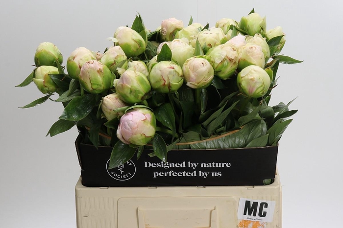 <h4>Paeonia Mothers Choice</h4>