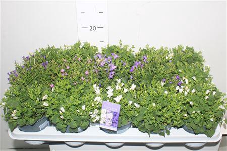 <h4>Campanula Addenda Mix 3-4 Kleuren 1</h4>