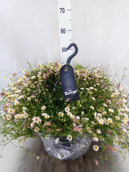 Scaevola aemula