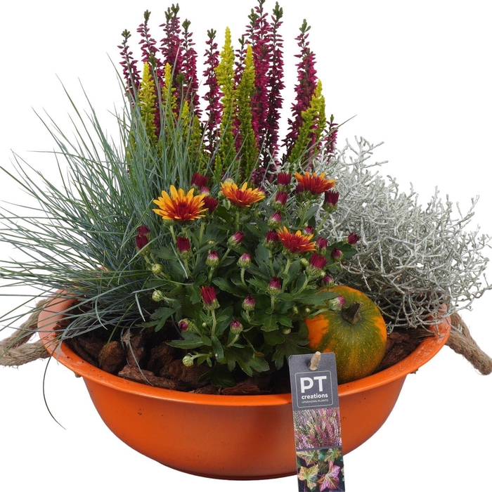 <h4>Arr.   Tuinplanten L%</h4>
