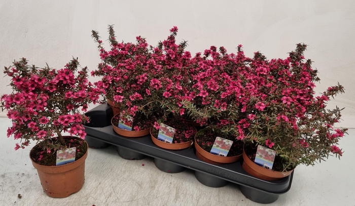 <h4>LEPTO SCOPARIUM</h4>