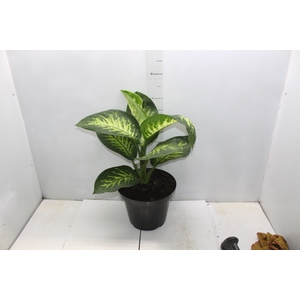 DIEFFENBACHIA TROPIC SNOW P24