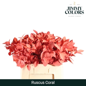 Ruscus L60 Coral